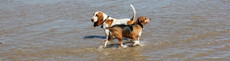 dogs on the beach